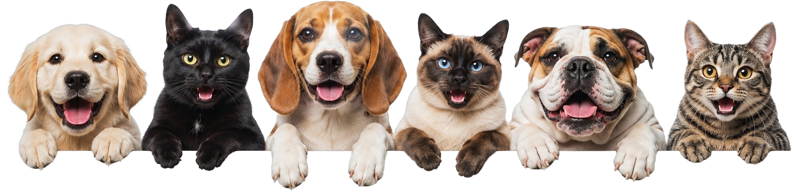 Dogs and cats looking over the guarantee